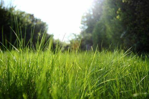 Luce solare che irradia attraverso l'erba nel giardino