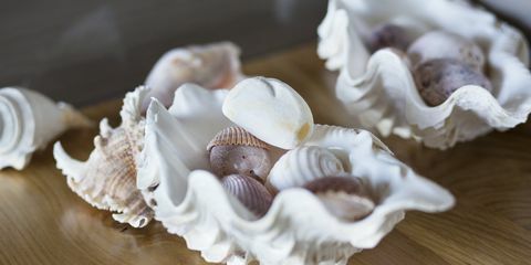 primo piano di conchiglie su un tavolo a casa