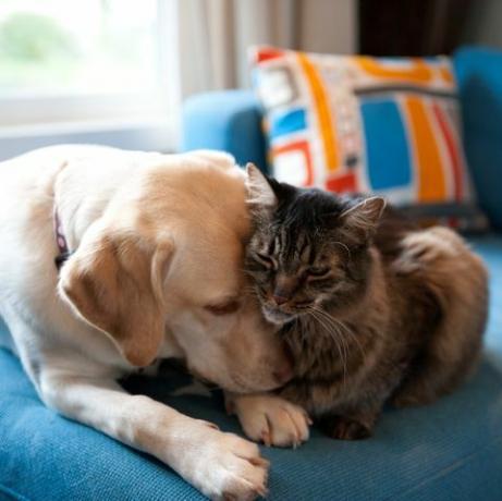 Labrador retriever giallo e Maine Coon cat coccole insieme su un divano blu