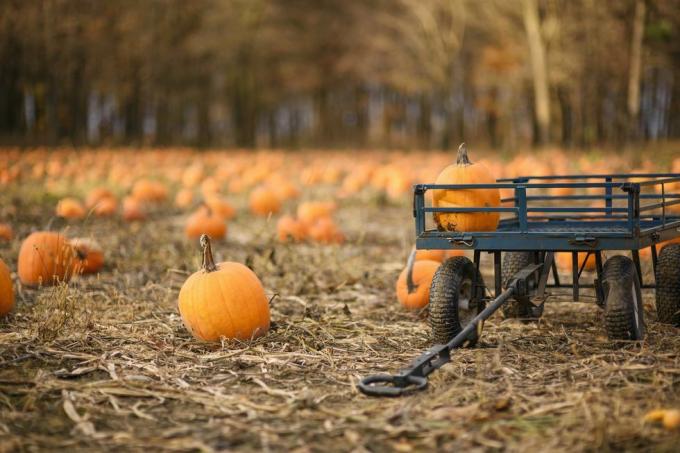 toppa di zucca