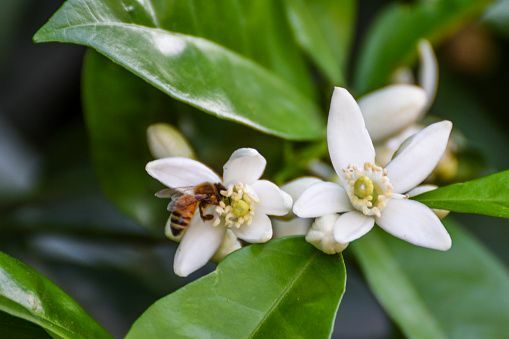 primo piano dell'ape che visita i fiori di limone meyer