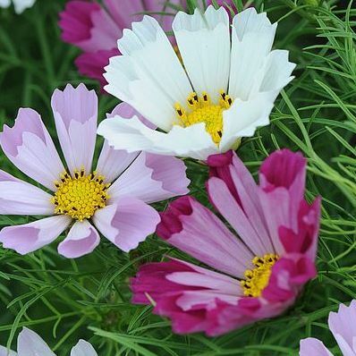 Cosmos bipinnatus 