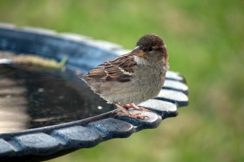 Bird at a Birdbath