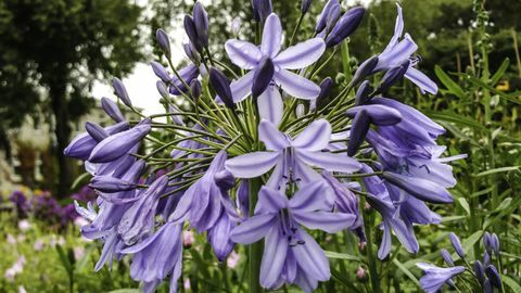 Close-up Di Agapanthus Viola Fioritura All'aperto