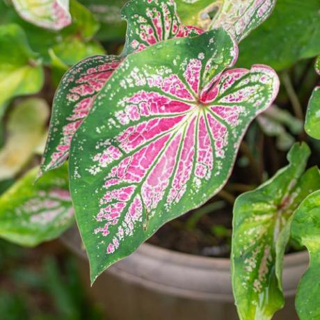 bellissimo caladium bicolor o regina delle piante frondose