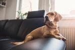 Le 10 migliori cose che i proprietari di cani fanno quando lasciano il loro animale domestico a casa da soli