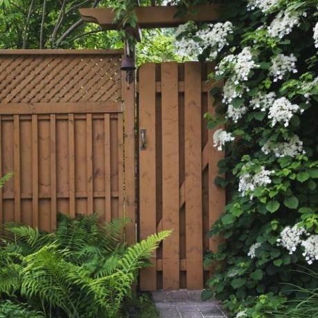 Pavimentazione in pietra percorso che conduce alla staccionata in legno cancello con felci pteridophyta sulla sinistra e arrampicata bianca hydrangea petiolaris fiori che crescono sul lato