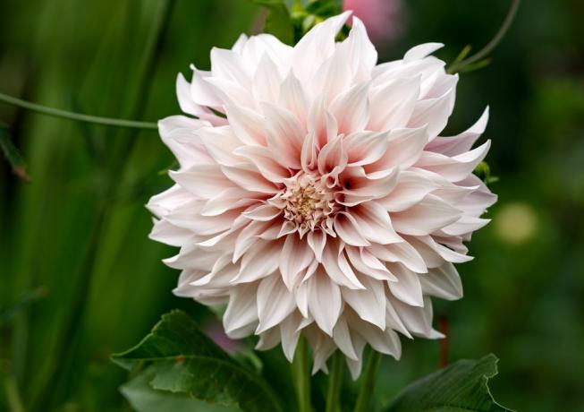 dahlia 'cafe au lait' pianta che cresce nel giardino estivo del cottage