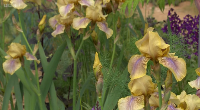 Chelsea Flower Show 2023 Nurture Landscapes Garden Disegnato Da Sarah Price