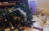 Come impedire al tuo gatto di arrampicarsi sul tuo albero di Natale