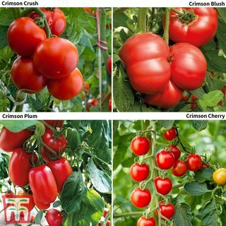 Collezione Tomato Crimson (innestata)