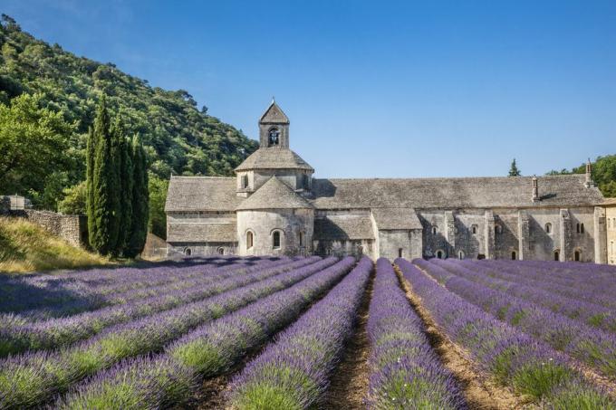 abbazia di sénanque con campi di lavanda