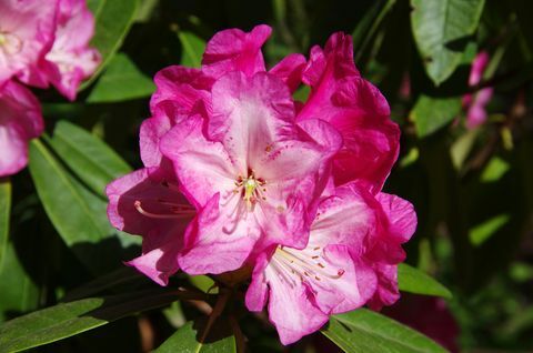 Fiori di rododendro rosa in fiore