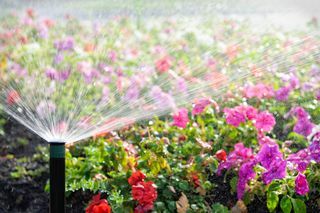 Un irrigatore automatico che innaffia un letto di fiori in pieno sole.