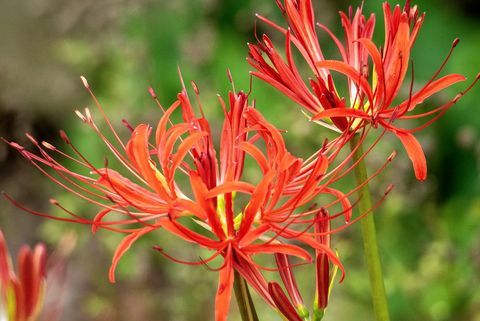 pianta di confine, foto del primo piano di belle e vibranti nerine rosse che fioriscono in una giornata di sole in un giardino di campagna in estate noto anche come giglio gioiello, le nerine fanno una mostra sorprendente nel giardino di fine estate