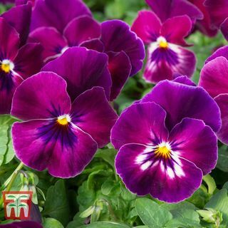 Viola del pensiero 'Coolwave Raspberry'