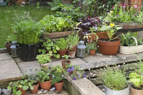 Erbe e verdure in vasi disposti in un giardino