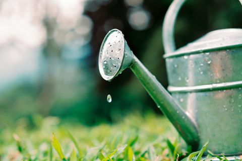 Gocce d'acqua dell'annaffiatoio sull'erba del giardino