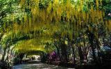 10 tunnel di alberi lussureggianti che offrono passeggiate incantate