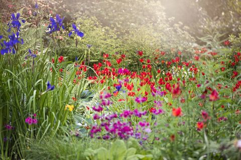 Un bordo erbaceo soleggiato con vibranti fiori rossi di tulipano sprengeri