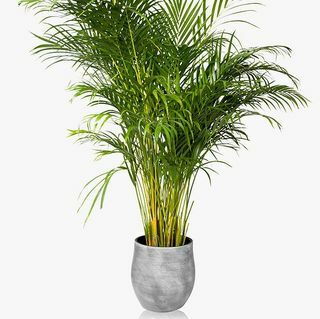 The Little Botanical XL Areca Palm Pianta da vaso in ceramica