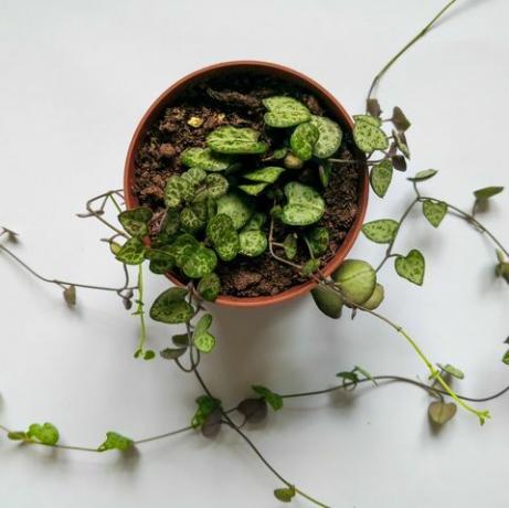 stringa di cuori pianta in vaso di plastica ripresa dall'alto sulla superficie bianca sfondo botanico vista dall'alto, laici piatta, copia dello spazio