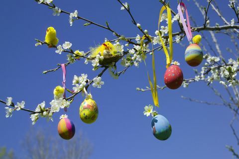 Uova di Pasqua E Toy Chicks sul ramo di un albero