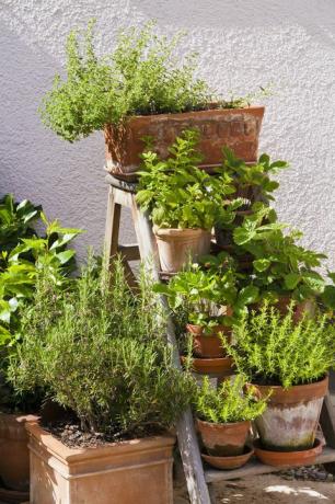 erbe aromatiche in vaso in giardino