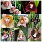 Queste orchidee rare sembrano volti di scimmie e puoi comprare i semi