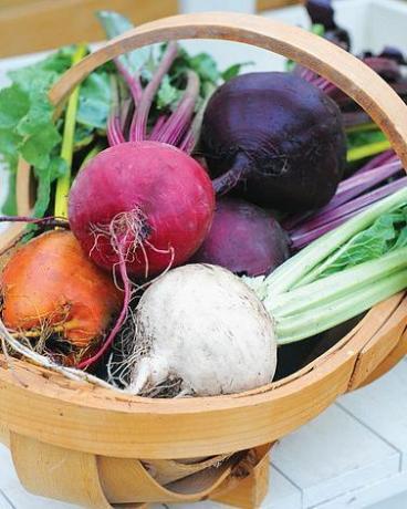 Barbabietola 'Rainbow Beet' (Globo) Beta vulgaris