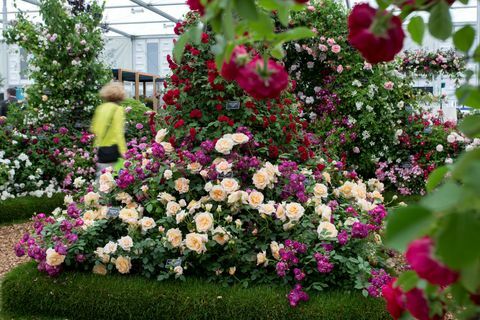 rhs chelsea flower show 2019