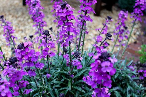 piante di confine, pianta di confine del giardino, violacciocca, erysimum