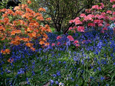 8 bellissimi tour dei giardini virtuali in tutto il mondo