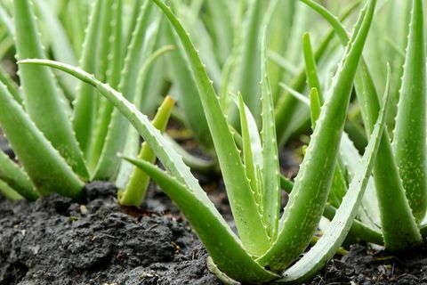 Aloe Vera Crescita delle piante in fattoria