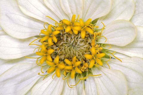 Zinnia elegans zahara 'bianco' fiore