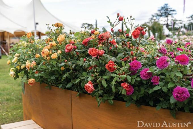 david austin, installazione arcobaleno di rose, rhs hampton court palace flower show, luglio 2021