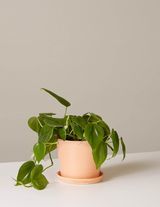 Philodendron