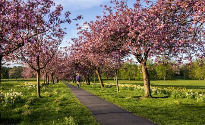 il fiore di ciliegio è in piena fioritura nel parco randagio nel centro di Harrogate