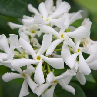 Trachelospermum jasminoides