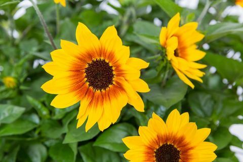 Terzo posto al Chelsea Plant of the Year 2018. Helianthus annuus SUNBELIEVABLE BROWN EYED GIRL ("Sunbeliv01")