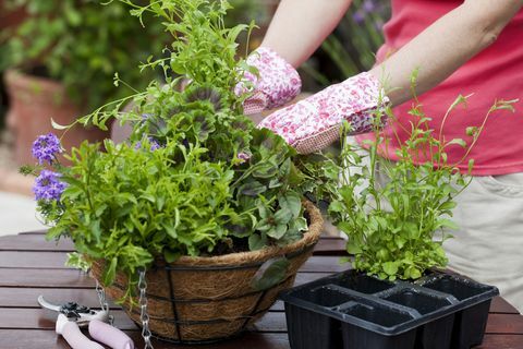 Giardinaggio piante da letto estive