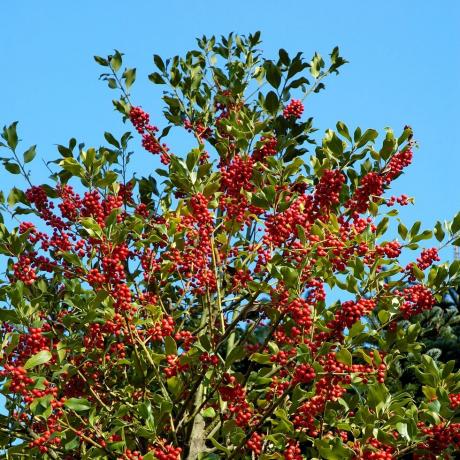 ilex aquifolium agrifoglio o agrifoglio europeo