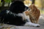 Cani o gatti ti amano di più: come i cani e i gatti si sentono innamorati