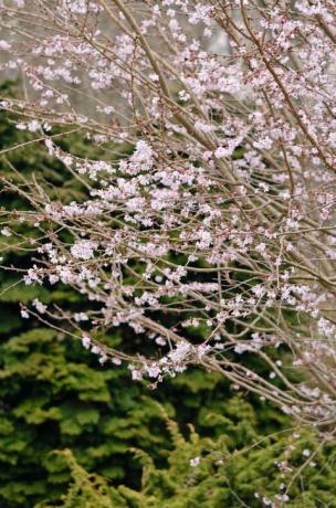 jwwtxc autumn cherry prunus subhirtella 'autumnalis rosea'