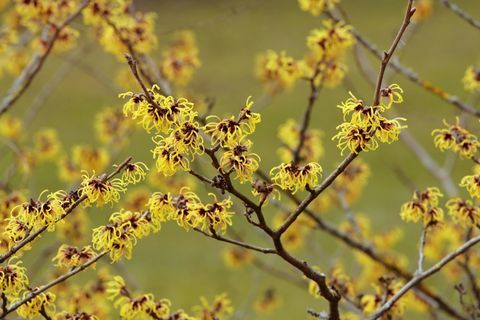 Fioritura Witch Hazel -Hamamelis intermedia