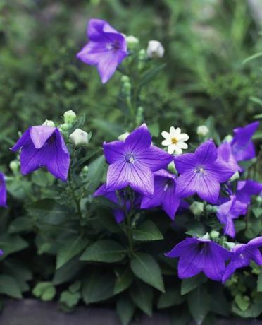 Platycodon - fiore palloncino