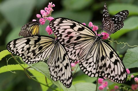 Graziose farfalle attratte dalle piante che producono nettare in un giardino