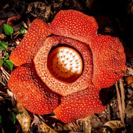 Il pianeta verde di David Attenborough in cinque parti della serie di piante su BBC un fiore della pianta parassita rafflesia rafflesia keithii