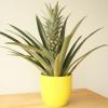 Qui puoi acquistare una pianta di ananas per la tua casa