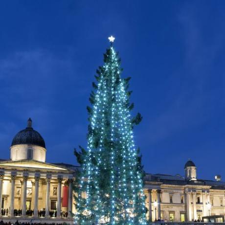 L'enorme albero di Natale annuale di fronte alla National Gallery di Trafalgar Square, Londra, Regno Unito